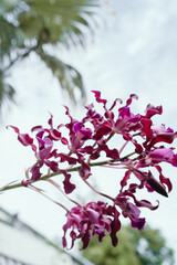 Close up wild dendrobium orchid in Negril, Jamaica