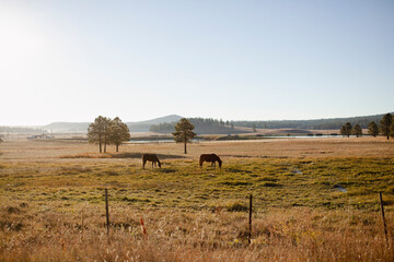 Horses graze in a field in the country