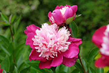 Pink and cream double Japanese peony Paeonia lactiflora &lsquo;White Cap&rsquo; in flower.