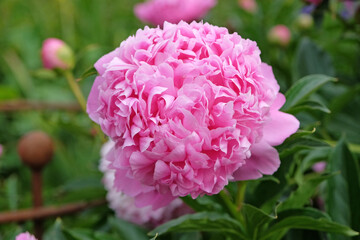 Pale pink double Japanese peony Paeonia lactiflora ‘Monsieur Jules Elie’ in flower.