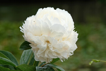 Cream and white double Japanese peony Paeonia lactiflora ‘Bowl of Cream’ in flower.