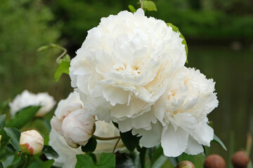 Cream and white double Japanese peony Paeonia lactiflora ‘Bowl of Cream’ in flower.