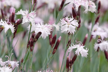 Pale pink fringed Dianthus superbus in flower.