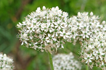 White Allium nigrum, black garlic, in flower.