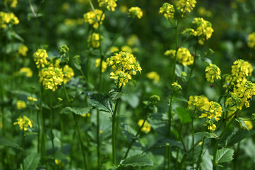 close up of mustard flower growing photo