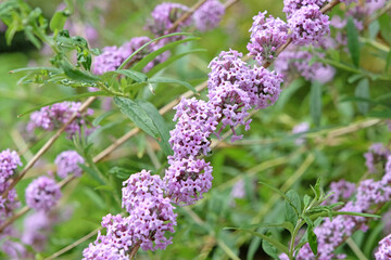 Lilac purple Buddleja alternifolia, alternate leaved butterfly bush in flower.
