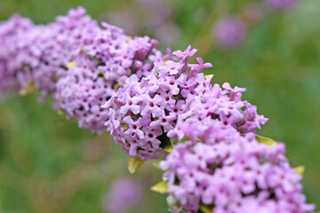 Lilac purple Buddleja alternifolia, alternate leaved butterfly bush in flower.