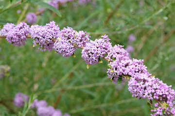 Lilac purple Buddleja alternifolia, alternate leaved butterfly bush in flower.
