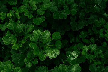 Green leaves. Close-up to providing a textured and abstract nature background. Luxurious textures, exotic greenery, arboretum and botanical patterns.
