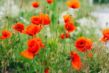 Poppies in a Field