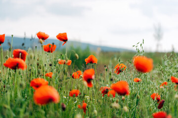 Poppies in a Field