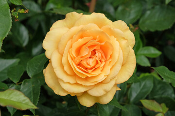 Golden yellow bush rose, Rosa ‘Golden Beauty’ in flower.