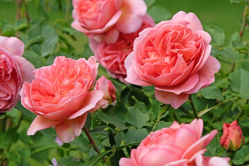 Salmon pink shrub rose, rosa ‘Boscobel’ in flower.
