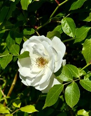 Close-up photo of a large blooming white rose illuminated by the sun on a background of green leaves	