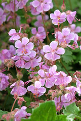 Naklejka premium Pink Geranium cantabrigiense, hardy cranesbill ‘Hanne’ in flower.