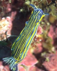 Nudibranch