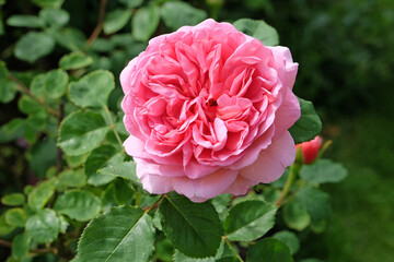 Pink shrub rose, rosa  in flower.