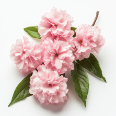 Soft pink cherry blossoms with lush green leaves create delicate and serene composition on white background. gentle petals evoke sense of tranquility and natural beauty