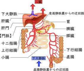 Obraz premium 門脈 臓器 血管 イラスト 日本語