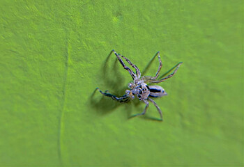 Macro shot of a small spider on a green wall, showing its delicate legs and details. Ideal for...