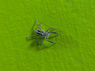 Macro shot of a small spider on a green wall, showing its delicate legs and details. Ideal for natural life, insects, or background textures with organic outdoor vibes