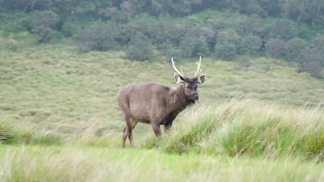 Sambar deer on grassland in Horton plains national park, Sri Lanka &ndash; Slow motion cinematic wildlife footage of deer eating grass in natural habitat