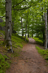 Trail to Poustevnikuv Kamen: Forest Path near Hejnice, Czech Republic