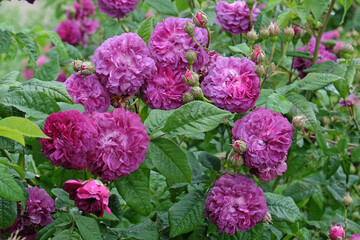 Purple bush rose, rosa ‘Cardinal de Richelieu’ in flower.