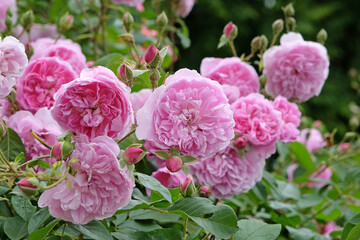 Pink shrub rose, rosa ‘Harlow Carr’ in flower.