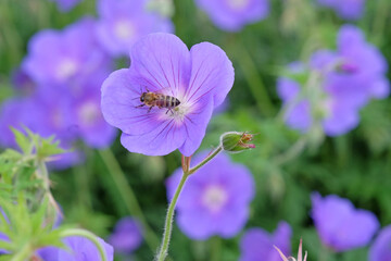 Fototapeta premium Purple hardy geranium cranesbill ‘Orion’ in flower.