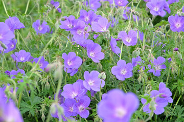 Purple hardy geranium cranesbill ‘Orion’ in flower.