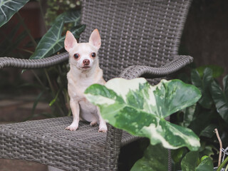 brown short hair Chihuahua dog sitting on gray rattan chair with houseplant in the garden.