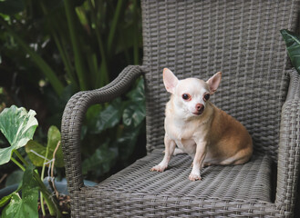 brown short hair Chihuahua dog sitting on gray rattan chair with houseplant in the garden.