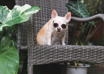 fat brown Chihuahua dog wearing sunglasses  sitting on gray rattan chair in the garden, outdoor.