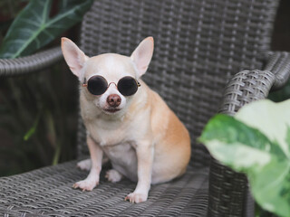 fat brown Chihuahua dog wearing sunglasses  sitting on gray rattan chair in the garden, outdoor.