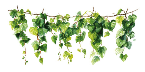 Obraz premium Hanging Ivy Plant Decor Against White Background. PNG Lush cascading green hanging plants, element set on transparent background