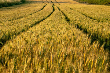 Agriculture photo. Wheat crops growing on a farm field. Sunset