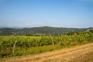 A field of green grape vines on a sunny day. Agriculture photo