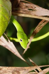 Oriental whip snake in its habitat