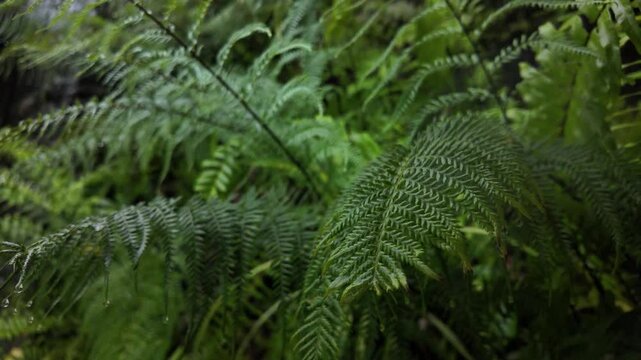 Fern vascular plant Polypodiopsida garden up-close luxuriant foliage vegetation