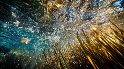 Aerial shot of a sugarcane farm with solar panels, a large water tank, and well-maintained irrigation systems