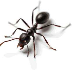 ant isolated on white background