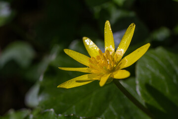 Fototapeta premium Lesser celandine blooms bright yellow in the forest under sunny weather creating a vibrant contrast with greenery
