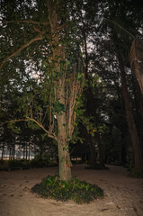 Tropical tree against jungle background – greenery, forest, natural environment