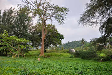Tropical tree against jungle background – greenery, forest, natural environment