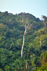 Tropical tree against jungle background – greenery, forest, natural environment