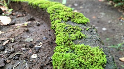 Wild Green Moss Growing on Damp Wall Surface – Natural Texture Background of Moisture-Loving Moss...