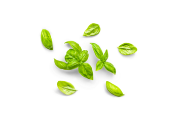 Stem and leaves of organic fresh basil with leaves from the garden on a transparent background with shadow, top view, png