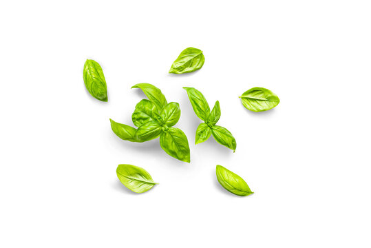 Stem and leaves of organic fresh basil with leaves from the garden on a transparent background with shadow, top view, png