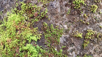 Moss Damage on Damp Wall Surface. Wild Moss Growth Weakens Building Structure, Causes Wall...